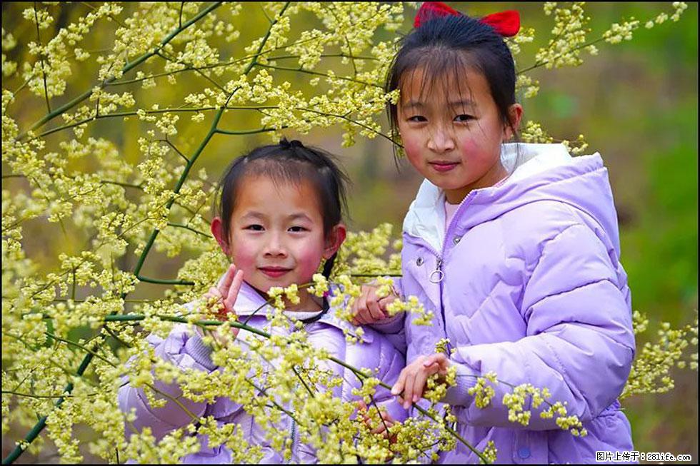 【春天，广西桂林灌阳县向您发出邀请！】米珠山前有片山苍子花在飘香 - 游山玩水 - 滁州生活社区 - 滁州28生活网 chuzhou.28life.net