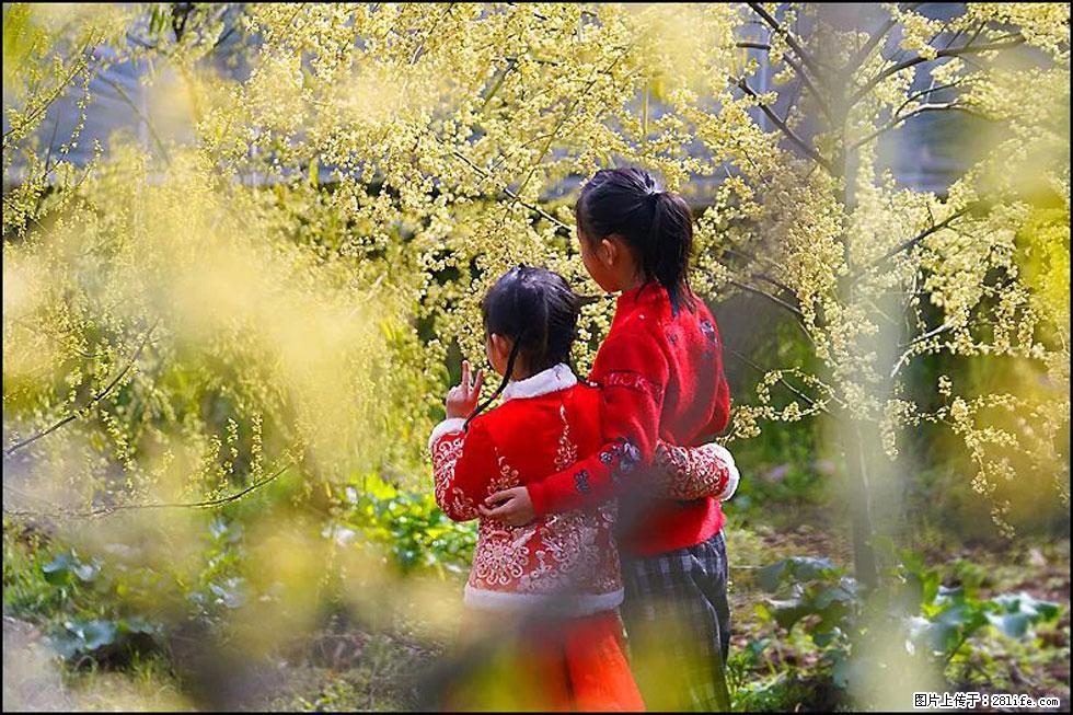 【春天，广西桂林灌阳县向您发出邀请！】米珠山前有片山苍子花在飘香 - 游山玩水 - 滁州生活社区 - 滁州28生活网 chuzhou.28life.net