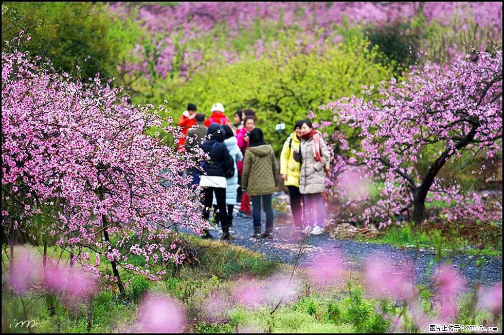 【春天，广西桂林灌阳县向您发出邀请！】官庄村有个醉美的桃花园 - 游山玩水 - 滁州生活社区 - 滁州28生活网 chuzhou.28life.net