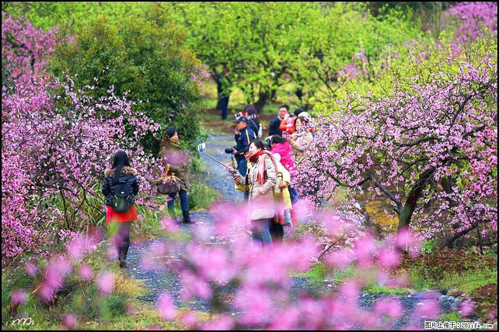 【春天，广西桂林灌阳县向您发出邀请！】官庄村有个醉美的桃花园 - 游山玩水 - 滁州生活社区 - 滁州28生活网 chuzhou.28life.net