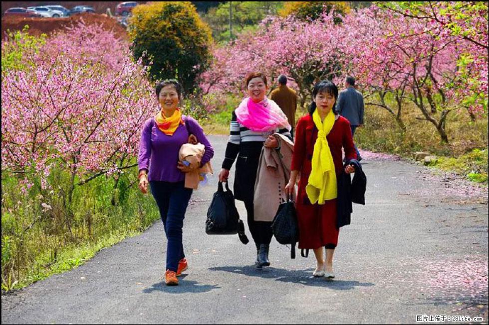 【春天，广西桂林灌阳县向您发出邀请！】官庄村有个醉美的桃花园 - 游山玩水 - 滁州生活社区 - 滁州28生活网 chuzhou.28life.net