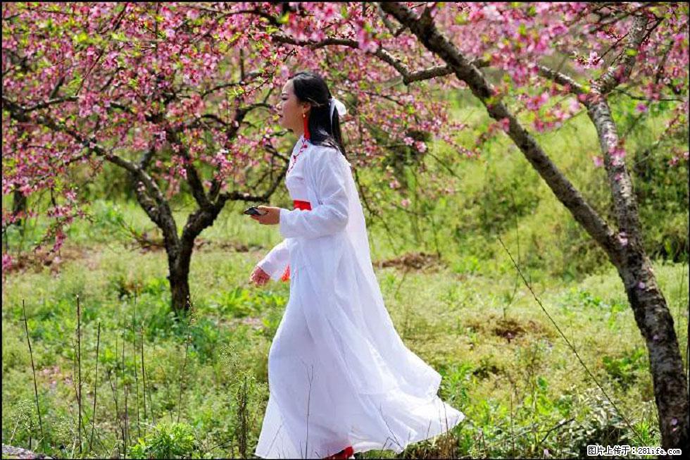 【春天，广西桂林灌阳县向您发出邀请！】官庄村有个醉美的桃花园 - 游山玩水 - 滁州生活社区 - 滁州28生活网 chuzhou.28life.net