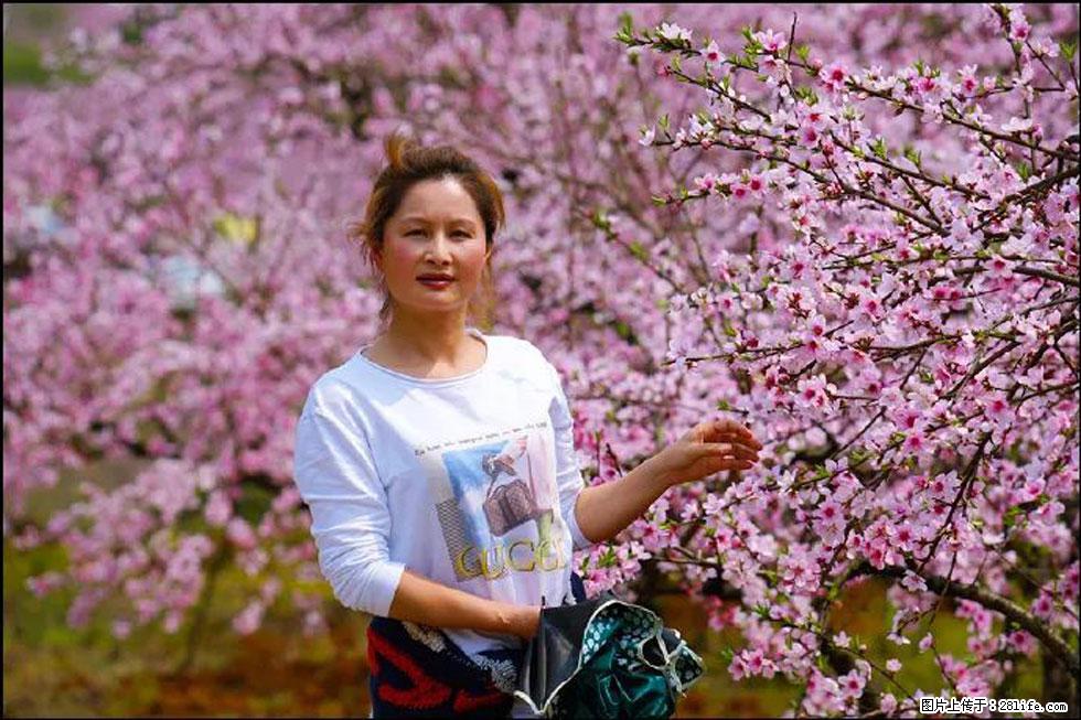 【春天，广西桂林灌阳县向您发出邀请！】官庄村有个醉美的桃花园 - 游山玩水 - 滁州生活社区 - 滁州28生活网 chuzhou.28life.net