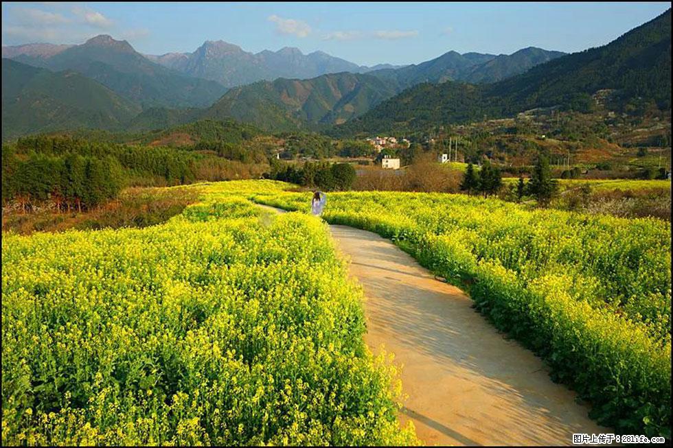 【春天，广西桂林灌阳县向您发出邀请！】长坪村油菜盛情花开 - 游山玩水 - 滁州生活社区 - 滁州28生活网 chuzhou.28life.net