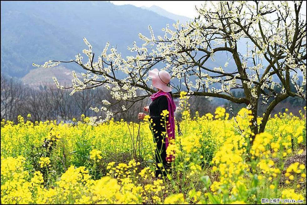 【春天，广西桂林灌阳县向您发出邀请！】长坪村油菜盛情花开 - 游山玩水 - 滁州生活社区 - 滁州28生活网 chuzhou.28life.net