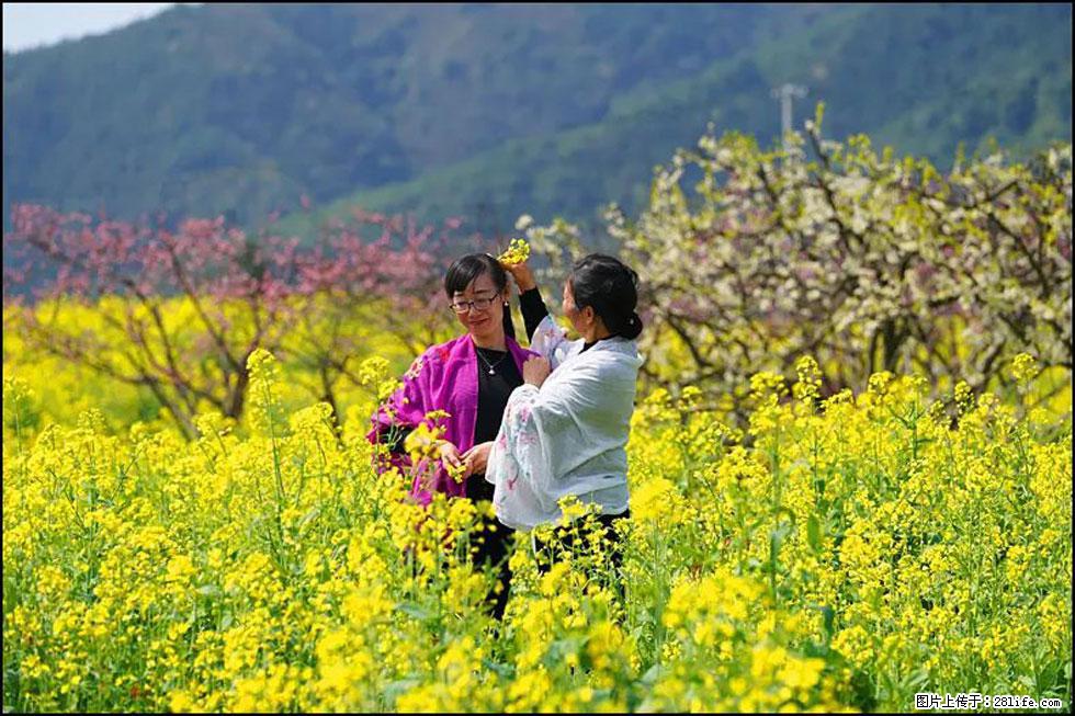 【春天，广西桂林灌阳县向您发出邀请！】长坪村油菜盛情花开 - 游山玩水 - 滁州生活社区 - 滁州28生活网 chuzhou.28life.net