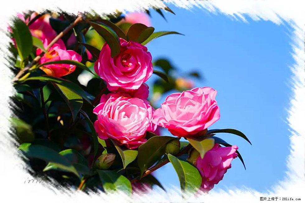 【春天，广西桂林灌阳县向您发出邀请！】杨柳井茶花惹人爱 - 游山玩水 - 滁州生活社区 - 滁州28生活网 chuzhou.28life.net