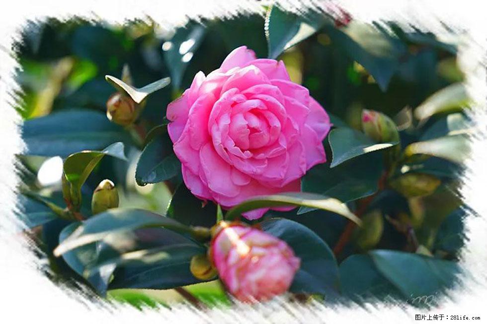 【春天，广西桂林灌阳县向您发出邀请！】杨柳井茶花惹人爱 - 游山玩水 - 滁州生活社区 - 滁州28生活网 chuzhou.28life.net