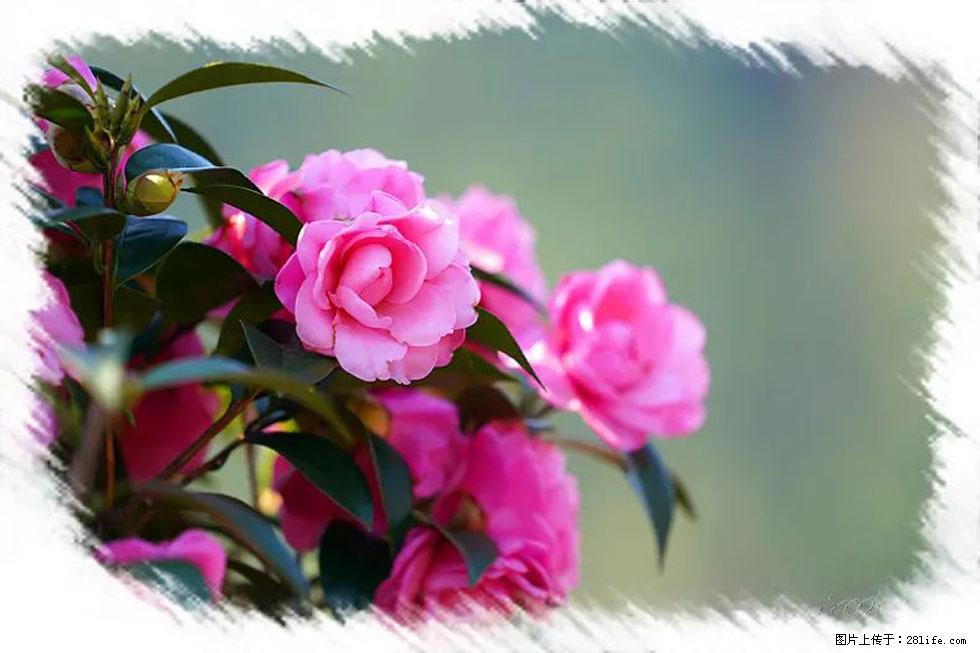 【春天，广西桂林灌阳县向您发出邀请！】杨柳井茶花惹人爱 - 游山玩水 - 滁州生活社区 - 滁州28生活网 chuzhou.28life.net