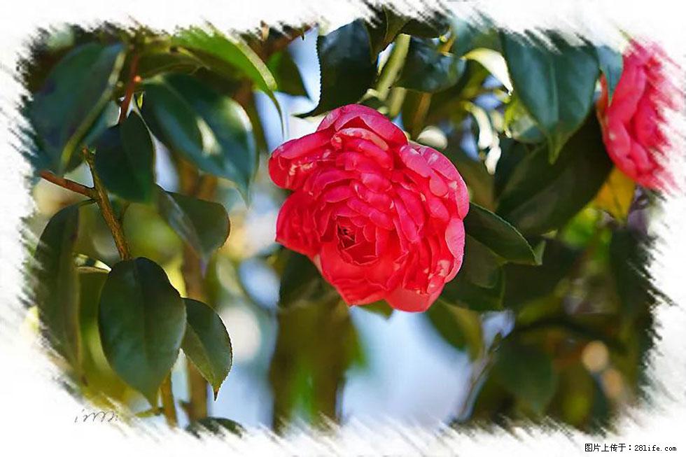 【春天，广西桂林灌阳县向您发出邀请！】杨柳井茶花惹人爱 - 游山玩水 - 滁州生活社区 - 滁州28生活网 chuzhou.28life.net