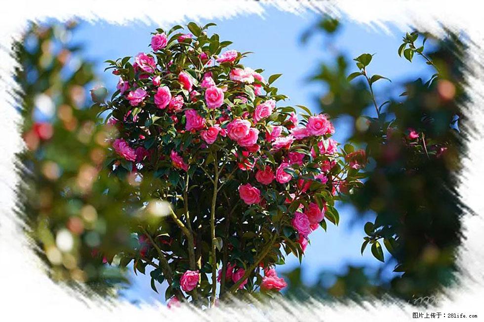 【春天，广西桂林灌阳县向您发出邀请！】杨柳井茶花惹人爱 - 游山玩水 - 滁州生活社区 - 滁州28生活网 chuzhou.28life.net