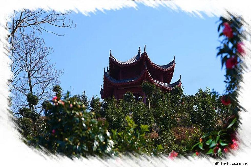 【春天，广西桂林灌阳县向您发出邀请！】杨柳井茶花惹人爱 - 游山玩水 - 滁州生活社区 - 滁州28生活网 chuzhou.28life.net