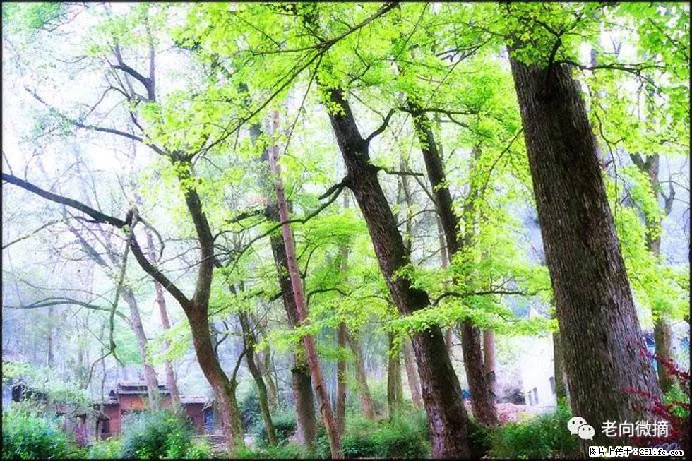 【春天，广西桂林灌阳县向您发出邀请！】在小龙村与春天约会 - 游山玩水 - 滁州生活社区 - 滁州28生活网 chuzhou.28life.net
