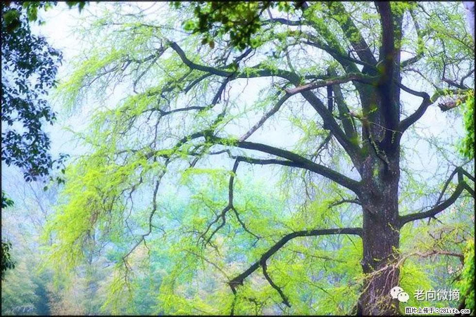 【春天，广西桂林灌阳县向您发出邀请！】在小龙村与春天约会 - 游山玩水 - 滁州生活社区 - 滁州28生活网 chuzhou.28life.net