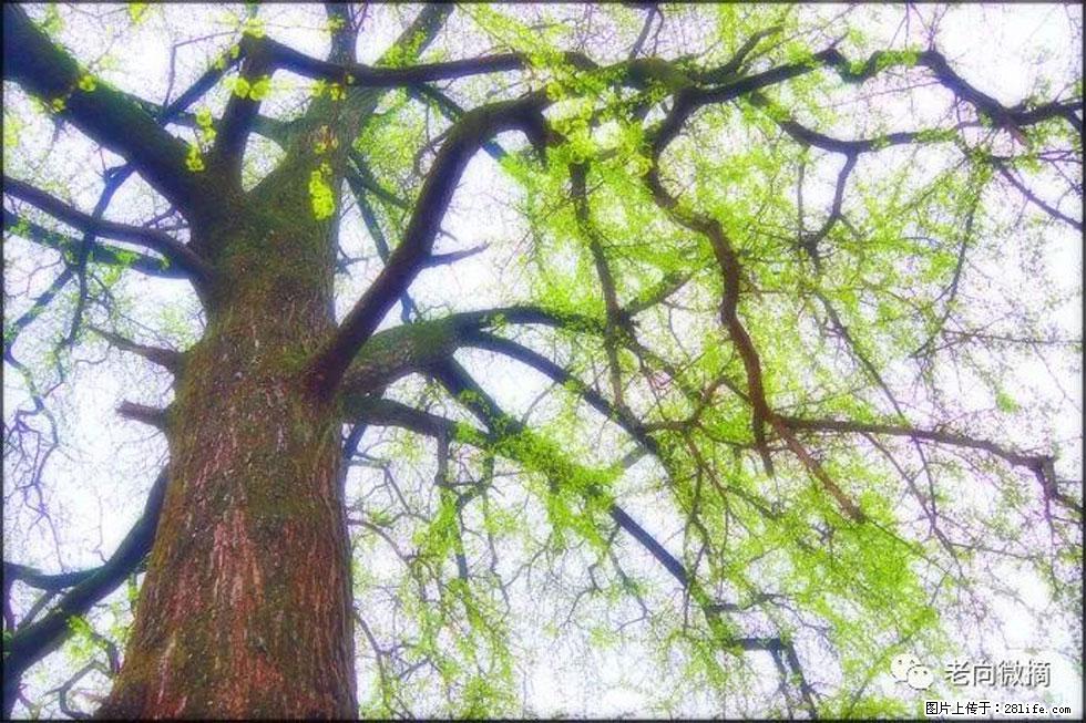 【春天，广西桂林灌阳县向您发出邀请！】在小龙村与春天约会 - 游山玩水 - 滁州生活社区 - 滁州28生活网 chuzhou.28life.net
