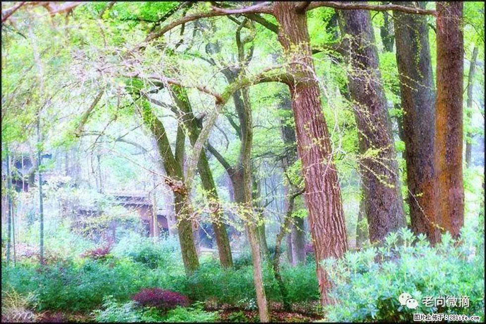 【春天，广西桂林灌阳县向您发出邀请！】在小龙村与春天约会 - 游山玩水 - 滁州生活社区 - 滁州28生活网 chuzhou.28life.net