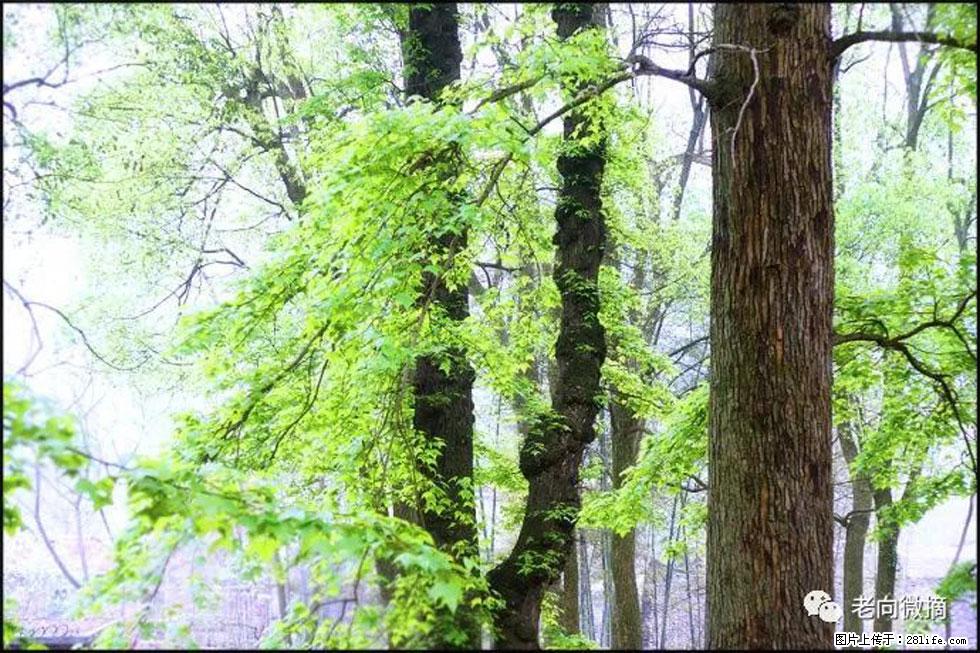 【春天，广西桂林灌阳县向您发出邀请！】在小龙村与春天约会 - 游山玩水 - 滁州生活社区 - 滁州28生活网 chuzhou.28life.net