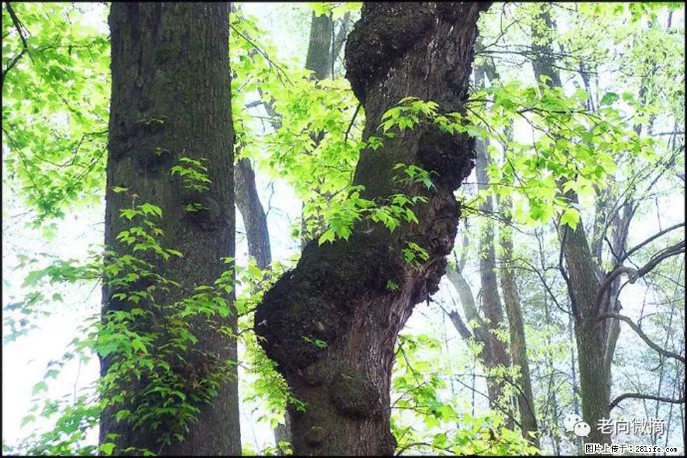 【春天，广西桂林灌阳县向您发出邀请！】在小龙村与春天约会 - 游山玩水 - 滁州生活社区 - 滁州28生活网 chuzhou.28life.net