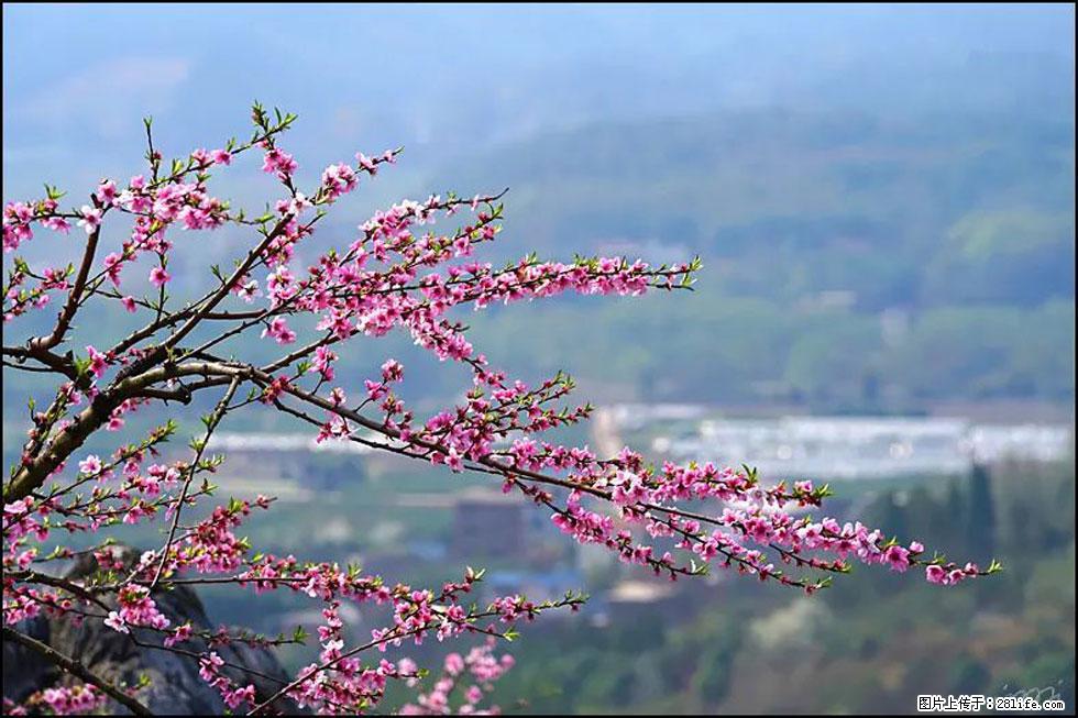 【春天，广西桂林灌阳县向您发出邀请！】望月岭上桃花开 - 游山玩水 - 滁州生活社区 - 滁州28生活网 chuzhou.28life.net