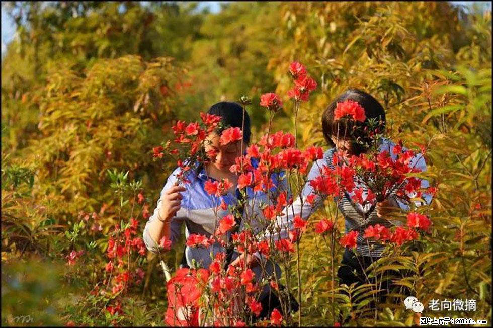【春天，广西桂林灌阳县向您发出邀请！】登麒麟山，相约映山红 - 游山玩水 - 滁州生活社区 - 滁州28生活网 chuzhou.28life.net