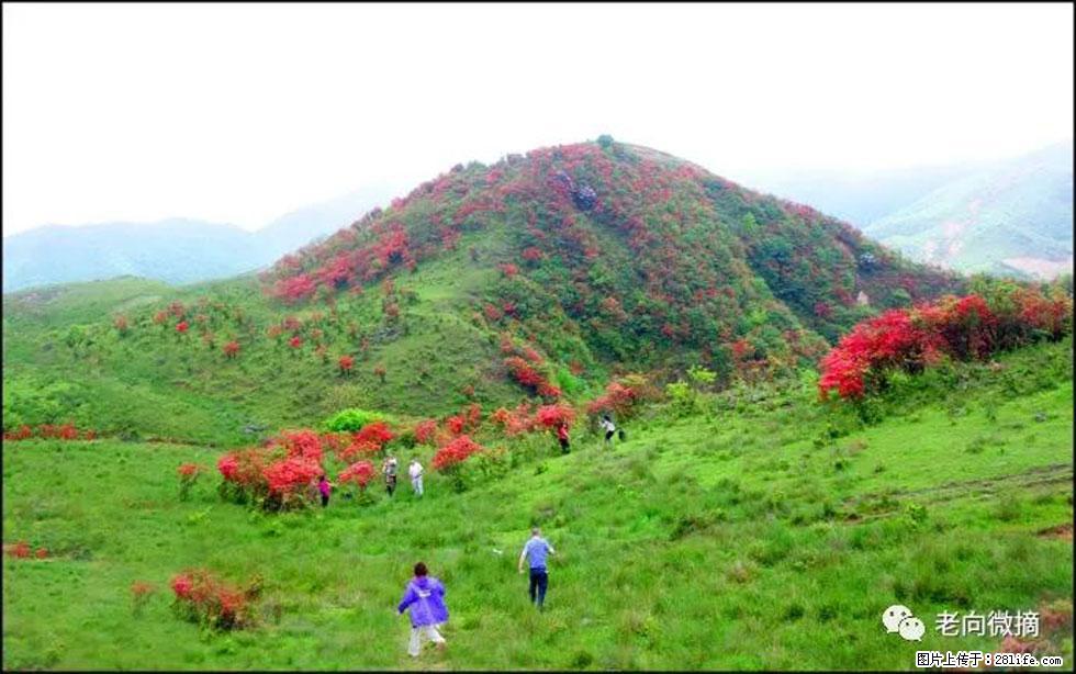 【春天，广西桂林灌阳县向您发出邀请！】宝盖山上映山红 - 游山玩水 - 滁州生活社区 - 滁州28生活网 chuzhou.28life.net