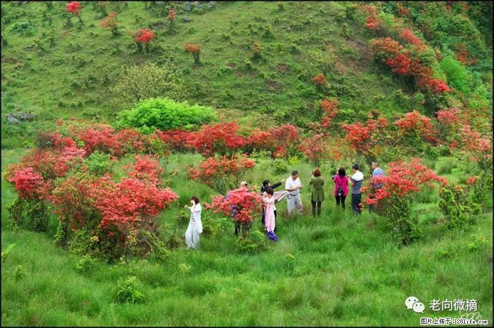 【春天，广西桂林灌阳县向您发出邀请！】宝盖山上映山红 - 游山玩水 - 滁州生活社区 - 滁州28生活网 chuzhou.28life.net