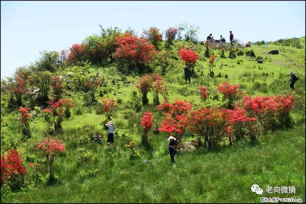 【春天，广西桂林灌阳县向您发出邀请！】宝盖山上映山红 - 游山玩水 - 滁州生活社区 - 滁州28生活网 chuzhou.28life.net