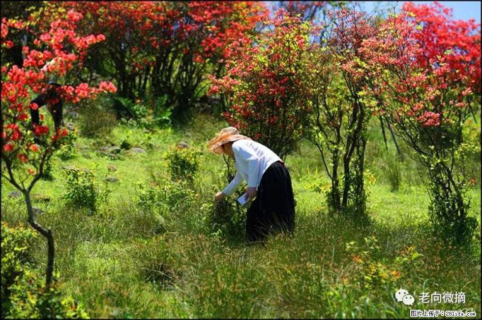 【春天，广西桂林灌阳县向您发出邀请！】宝盖山上映山红 - 游山玩水 - 滁州生活社区 - 滁州28生活网 chuzhou.28life.net