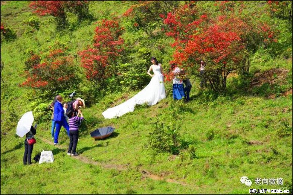 【春天，广西桂林灌阳县向您发出邀请！】宝盖山上映山红 - 游山玩水 - 滁州生活社区 - 滁州28生活网 chuzhou.28life.net