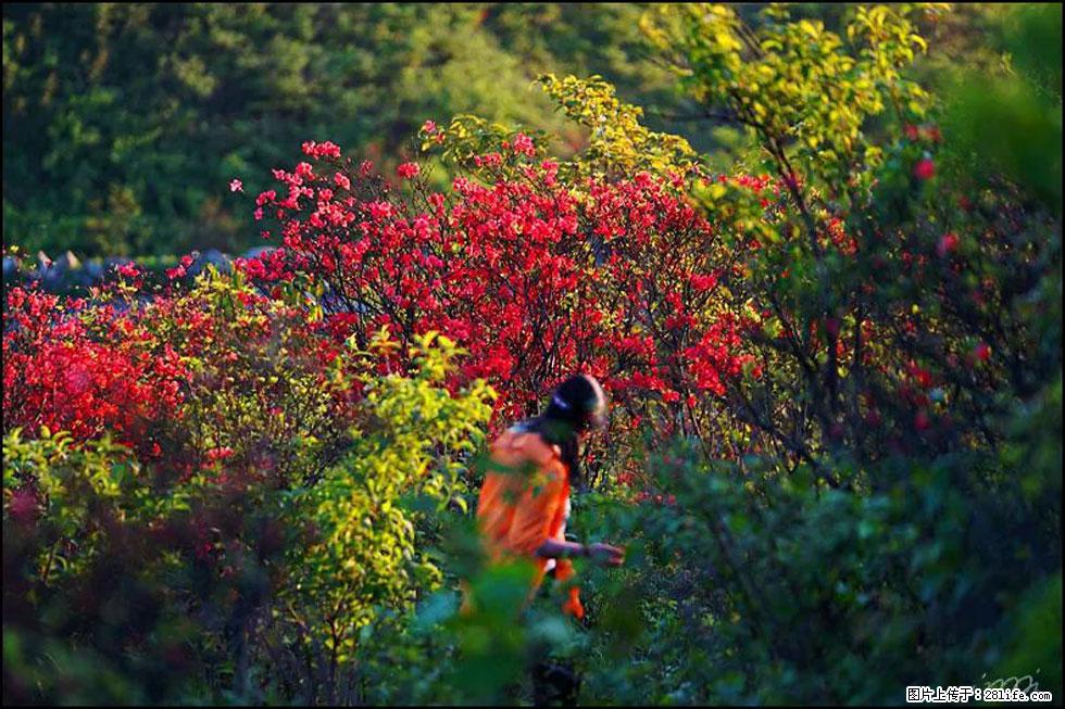 【春天，广西桂林灌阳县向您发出邀请！】春木界上映山红 - 游山玩水 - 滁州生活社区 - 滁州28生活网 chuzhou.28life.net