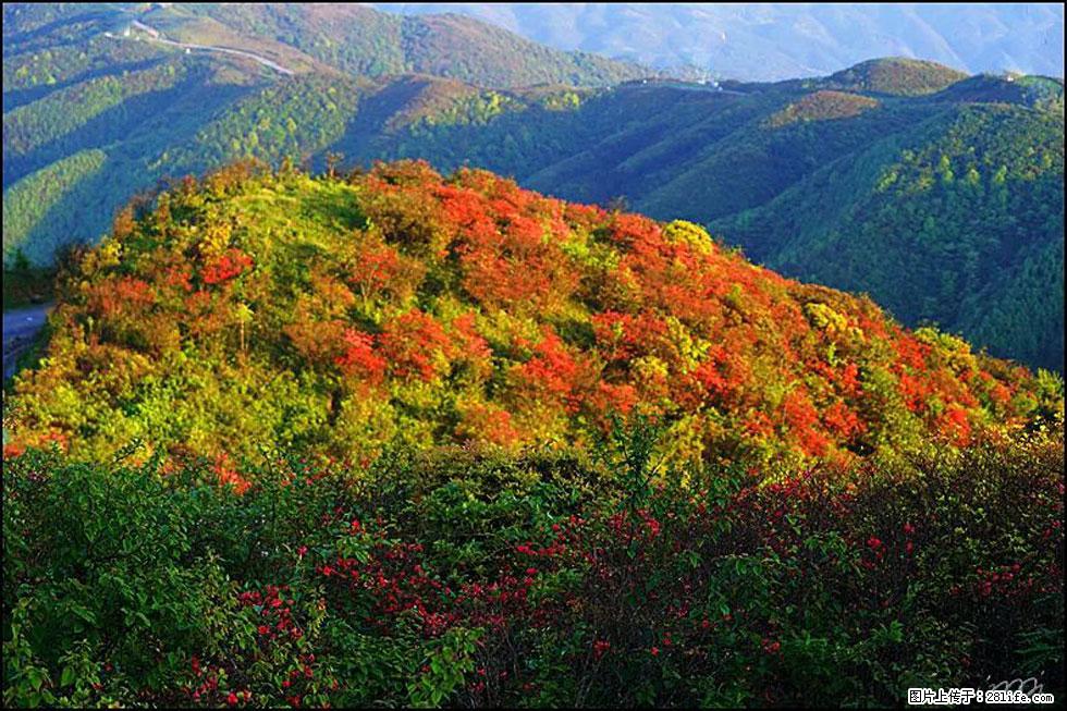 【春天，广西桂林灌阳县向您发出邀请！】春木界上映山红 - 游山玩水 - 滁州生活社区 - 滁州28生活网 chuzhou.28life.net