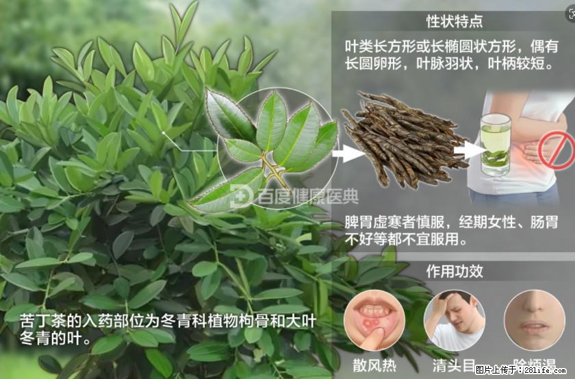 苦丁茶有哪些功效和作用 - 生活百科 - 滁州生活社区 - 滁州28生活网 chuzhou.28life.net
