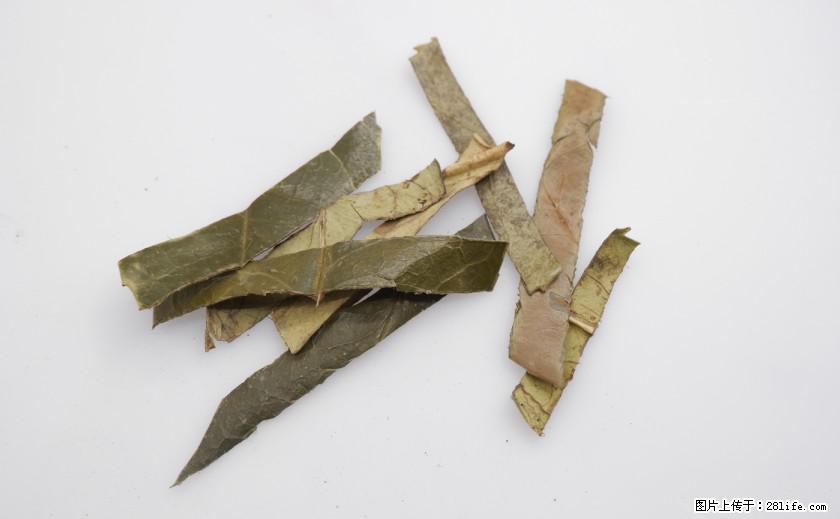 苦丁茶有哪些功效和作用 - 生活百科 - 滁州生活社区 - 滁州28生活网 chuzhou.28life.net