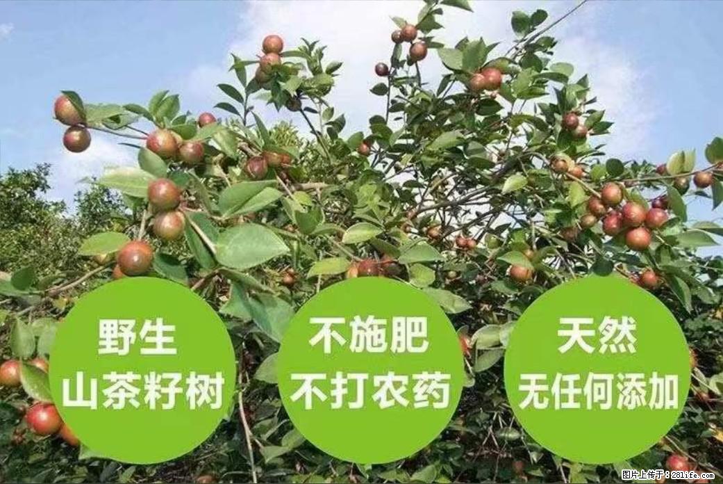 【灌阳县油茶产业示范区】一个有着充实的精神生活的人，对待身外之物自会有一种淡泊的态度 - 土特产 - 饮食特产 - 滁州分类信息 - 滁州28生活网 chuzhou.28life.net