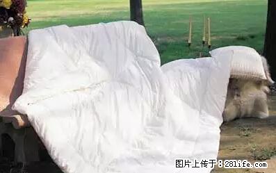 被子有异味？只要这样做，比晒太阳还强100倍！ - 家居生活 - 滁州生活社区 - 滁州28生活网 chuzhou.28life.net