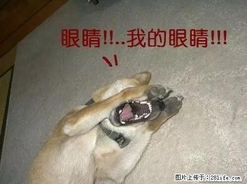 笑癫了！一女的怀孕三年未生，他终于忍不住了... - 娱乐八卦 - 滁州生活社区 - 滁州28生活网 chuzhou.28life.net
