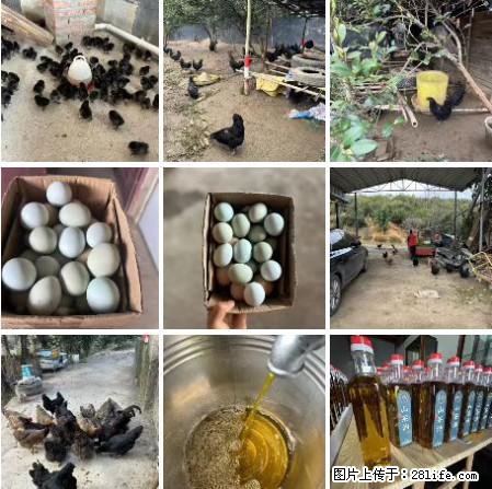 油茶园从小鸡仔开始养起的纯土鸡、土鸡蛋可以预定啦！还有前几天刚榨的纯山茶油哦 - 土特产 - 饮食特产 - 滁州分类信息 - 滁州28生活网 chuzhou.28life.net