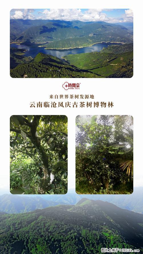 时间果百年古树2025年春红茶 - 购物交流 - 滁州生活社区 - 滁州28生活网 chuzhou.28life.net