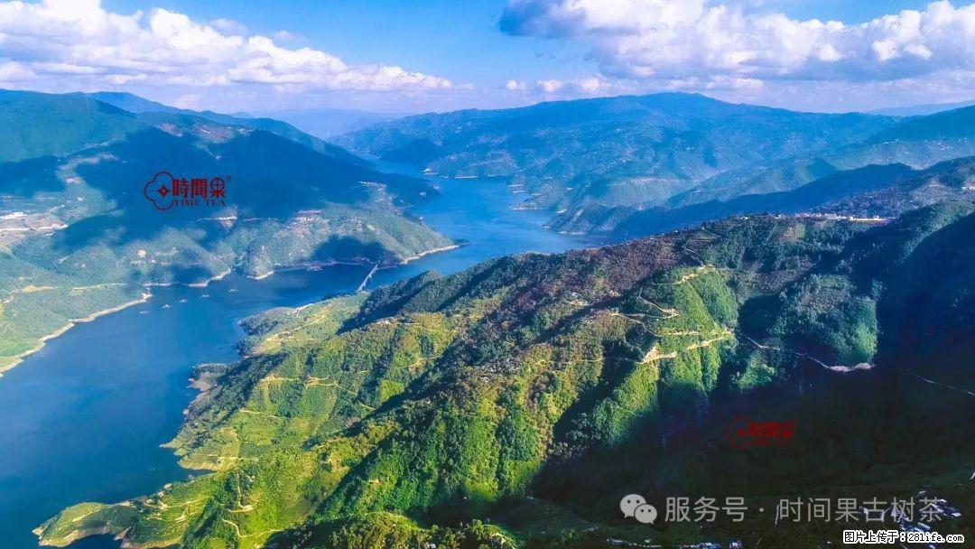 时间果百年古树龙珠普洱生茶 - 购物交流 - 滁州生活社区 - 滁州28生活网 chuzhou.28life.net