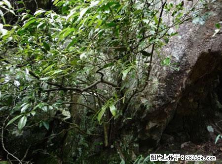 平乐石崖茶，珍贵仅次于金花茶 - 滁州生活资讯 - 滁州28生活网 chuzhou.28life.net