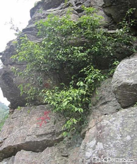 平乐石崖茶，珍贵仅次于金花茶 - 滁州生活资讯 - 滁州28生活网 chuzhou.28life.net