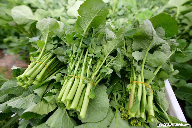 这些蔬菜是“天然钙片”，这6种被医生重点推荐 - 滁州生活资讯 - 滁州28生活网 chuzhou.28life.net